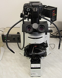 mikroskop (originál)