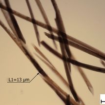 Highly Degraded Black Dyed Silk Fiber (microscopy)