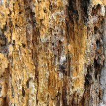 Biological degradation of wood from half-timbered house